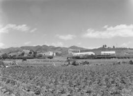 La Mayora, Centro Experimental Económico Agrario del CSIC. Mayo de 1968. Algarrobo, Málaga, España. 03