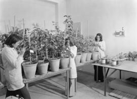 La Mayora. Centro Experimental Económico Agrario del CSIC. Mayo de 1975. Algarrobo, Málaga, España. 03