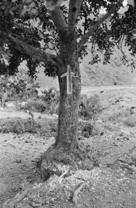 Barrio de El Palo. Árbol marcado. Reportaje para la revista El Caso. Diciembre de 1954. Málaga, España.