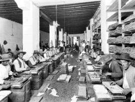 Bodegas López Hermanos. Envasado de la pasa. Hacia 1930. Málaga, España. 03