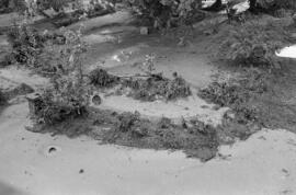 Sanatorio 18 de julio embarrado tras las inundaciones del 29 de octubre de 1955. Málaga, España.