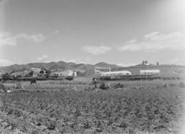 La Mayora, Centro Experimental Económico Agrario del CSIC. Mayo de 1968. Algarrobo, Málaga, Españ...