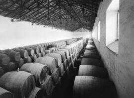 Bodegas López Hermanos. Sala de cubas. Hacia 1930. Málaga, España. 05