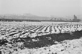 Málaga nevada. Carretera de Cádiz. Febrero de 1954. España-16