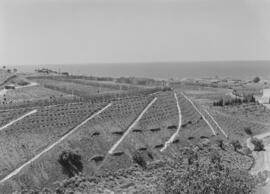 La Mayora, Centro Experimental Económico Agrario del CSIC. Mayo de 1968. Algarrobo, Málaga, Españ...