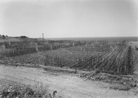 La Mayora, Centro Experimental Económico Agrario del CSIC. Mayo de 1968. Algarrobo, Málaga, Españ...