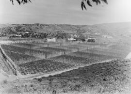 La Mayora, Centro Experimental Económico Agrario del CSIC. Mayo de 1968. Algarrobo, Málaga, Españ...