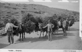 Arrieros en el camino del Colmenar. Montes de Málaga. España-01