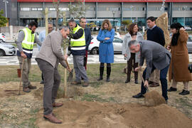 "Primera arbolada" en la Universidad de Málaga. Escuela Técnica Superior de Ingeniería Industrial. Enero de 2020
