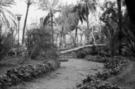 Árboles y palmeras caídas como consecuencia del temporal de viento. Paseo del Parque. Málaga. Enero de 1963