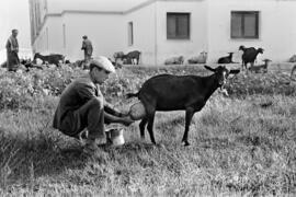 Málaga. Lechero por las calles de la ciudad. Agosto de 1963