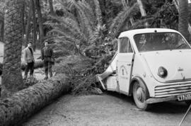 Vehículo del Ayuntamiento aplastado como consecuencia del temporal de viento. Paseo del Parque. Málaga. Enero de 1963