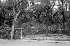 Árboles y palmeras caídas como consecuencia del temporal de viento. Paseo del Parque. Málaga. Enero de 1963