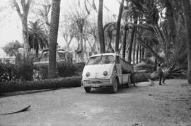 Recogida de palmeras caídas como consecuencia del temporal de viento. Paseo del Parque. Málaga. Enero de 1963