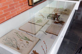 Inauguración de la exposición "El Bosque en Palabras". Biblioteca General. Mayo de 2011