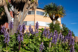 Flores en los exteriores de la Facultad de Ciencias de la Universidad de Málaga. Campus de Teatinos. Febrero de 2021