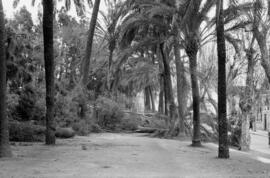 Árboles y palmeras caídas como consecuencia del temporal de viento. Paseo del Parque. Málaga. Enero de 1963